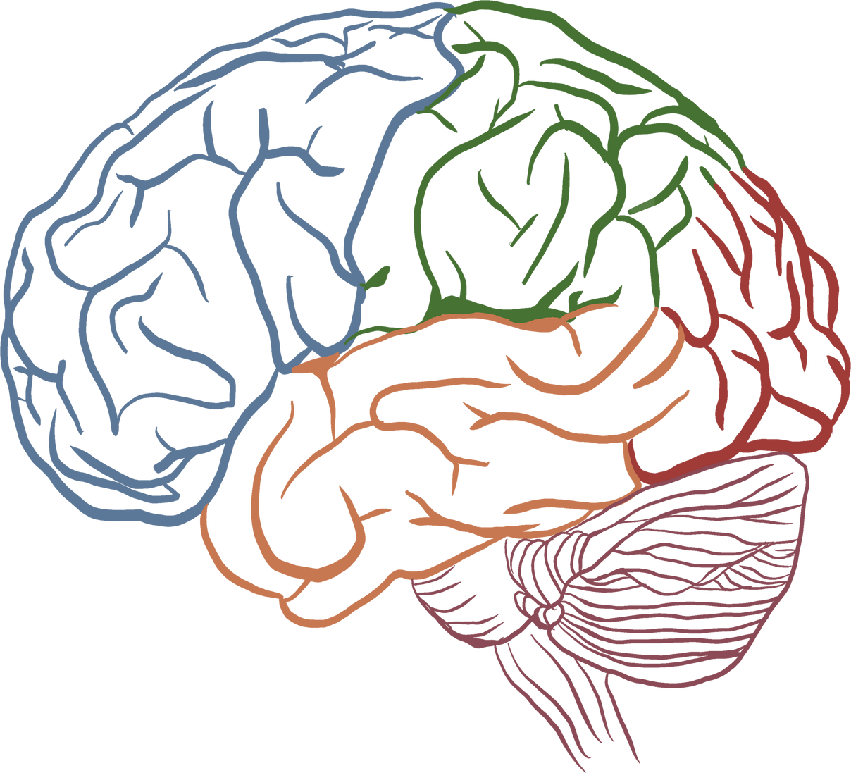 Hand Drawn Brain Outline
